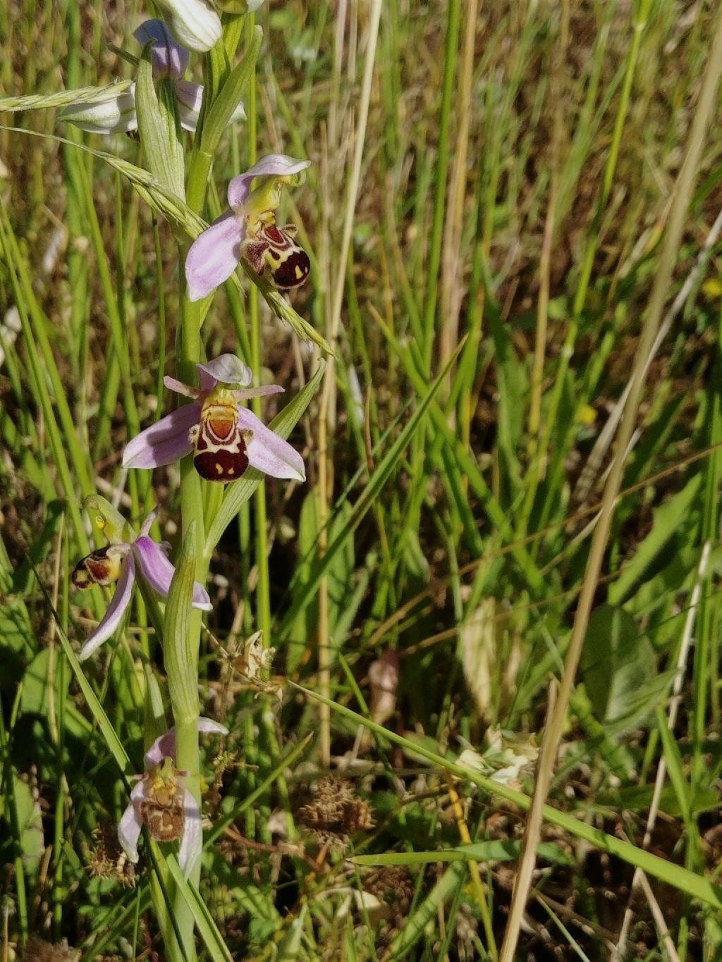 Orchidee Poggi di Monte